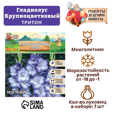 Gladiolus large-flowered "Triton", rr 8/10, 7 pcs,