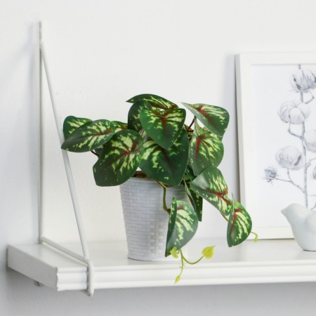 Bonsai in the Pot "Singonium Ed" 9x17 cm