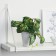 Bonsai in the Pot "Singonium Ed" 9x17 cm