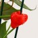 Clips for plants "strawberries", set of 10 pcs., Mix, Greengo