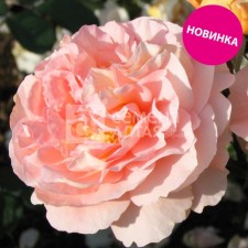 Rosa Shrab (bush) Grand de Shen
