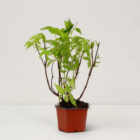 Seedling act pink, pot P9, summer 2024-1