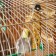 Grain sticks "Piggers" for birds, with nuts, 2 pcs, 90 g