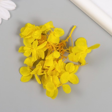 Sukhotzet "hydrangea" yellow h = 6-6.5 cm-2