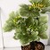 Bonsai in the Veigel pot 10x23 cm, mix