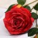 Artificial flowers "Rosa Izsk" 10x64 cm, red