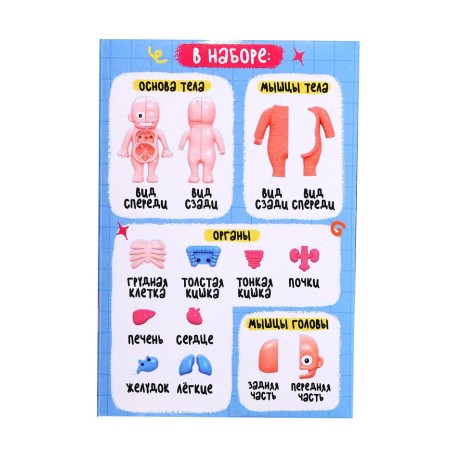 Euryki set for experiments "Human body structure", 15 details-8
