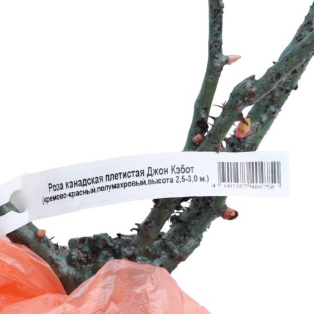 Seedling rose Canadian Plesy "John Cabot", tube, 1 pc, spring 2025-1