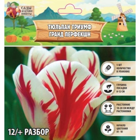 Tulip Triumph Grand Perfect, rr 12+, 5 pcs, autumn 2024