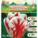 Tulip Triumph Grand Perfect, rr 12+, 5 pcs, autumn 2024