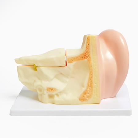 Ladder "Human Ear" 27*18cm-7