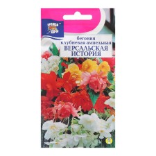 Flowers of Begonia 