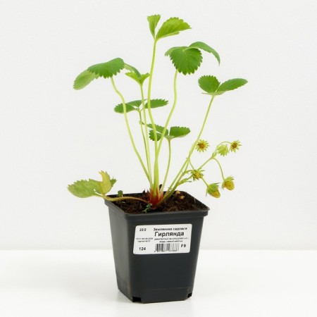 Strawberry Garden Garland, P9 Pot, 1 pc, summer 2024-1