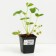 Strawberry Garden Garland, P9 Pot, 1 pc, summer 2024