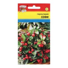 Flower seeds Gaulteria 