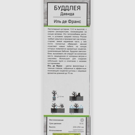 Buddlaya David "Ile de France", 1 pc, tube, spring 2025-1