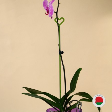Support for orchids, h = 44 cm, plastic, green, mix-12