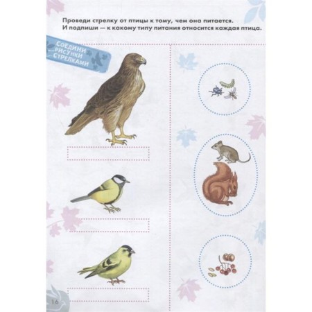 Birds-1