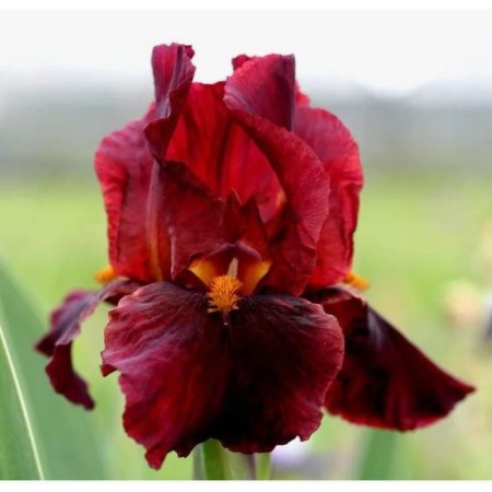 Iris bearded Red Zinger, pot C2, 1 pc, summer 2024