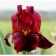 Iris bearded Red Zinger, pot C2, 1 pc, summer 2024