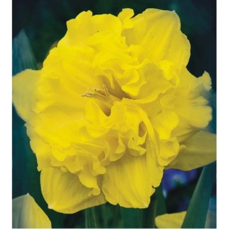Narcissus with a split crown Flyer, 12/14 rr, 5 pcs, 40 h (cm), autumn 2024