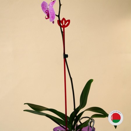 Support for orchids, h = 44 cm, plastic, raspberry, mix-14