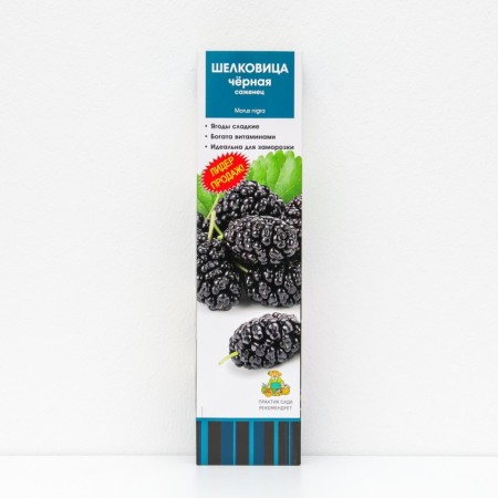 Mulberry black "Nigra" 1 pc, tube, spring 2025