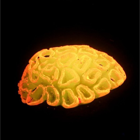 Decor for the Aquarium Coral Faviidae, 5 x 2.5 cm, silicone, orange-1