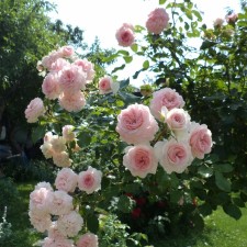 Seedling rose 