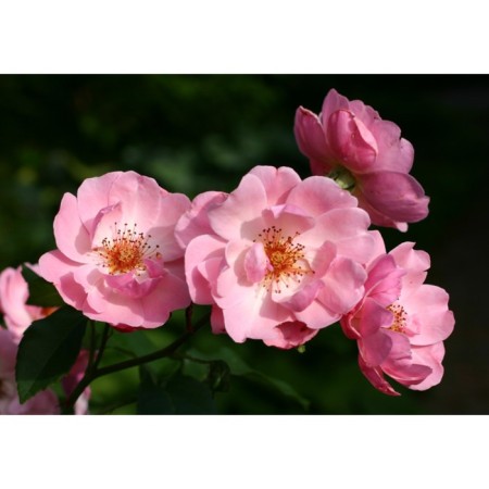 Seedling rose Parkovy "Marhenland", tube, 1 pc, spring 2025