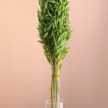 Set of dried flowers "oats", banch length 60-65 (+/- 6 cm), green-1