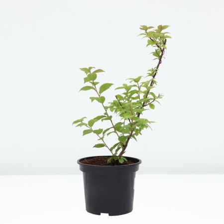 Vishnaya felt, C2 pot, H40-60, 1 pc, summer 2024-1