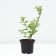 Vishnaya felt, C2 pot, H40-60, 1 pc, summer 2024
