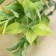 Bouquet "Leaflets" with spraying, 20 cm