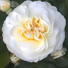 Seedling rose 