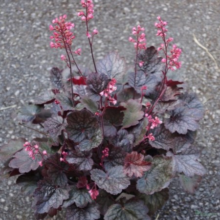 Heichera (Heuher) Hybrid Regina, Rr. I, 1 pc, Spring 2025