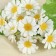 Bouquet "Chamomile Galant" 20 cm