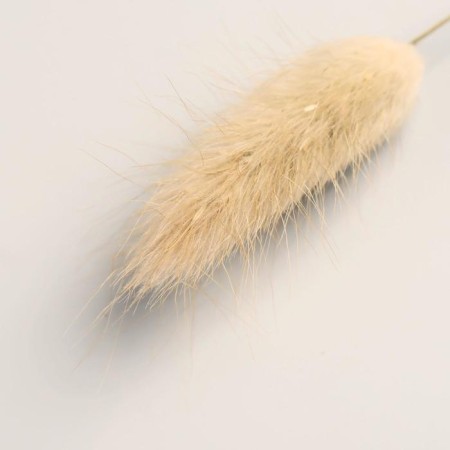 Dry Sukhotzet "Lagurus" 65 cm, beige (packing 30 pcs, price per 1 pc)-1