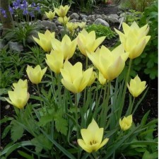 Tulip Botanical Hones Tonk, 6/8 rr, 10 pcs, 20-30 h (cm), autumn 2024