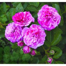 Seedling rose miniature 