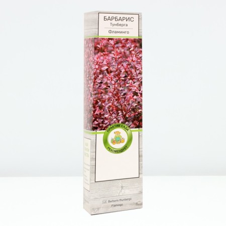 Barberry Tunberg Lux "Flamingo", tube, 1 pc, spring 2024
