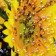 Acrylic painting "Sunflower in a vase" 60x39.5 cm