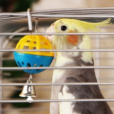 A toy for a parrot 
