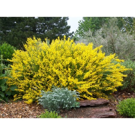 Golden SunLight Saper Brush, P9 pot, Summer 2024