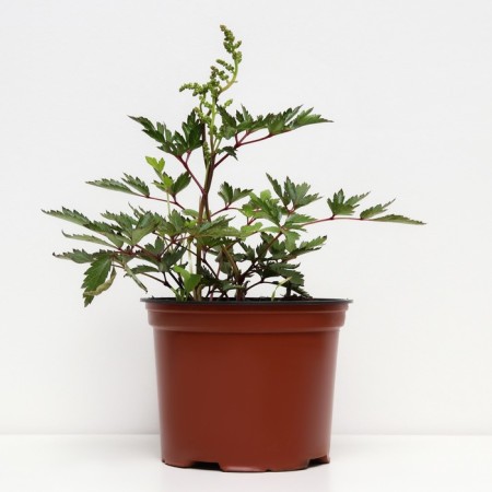 Astilba Hybrid Unique Salmon, C1.5 pot, H10-50 height, 1 pc, summer 2024-1