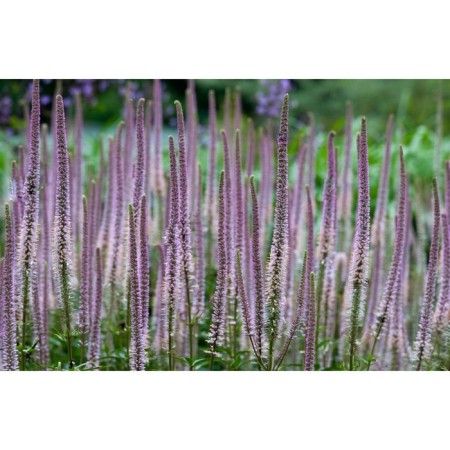 Veronikastrum Virginsky Pink GLOU, C3 pot, H10-50 height, 1 pc, summer 2024
