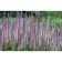 Veronikastrum Virginsky Pink GLOU, C3 pot, H10-50 height, 1 pc, summer 2024