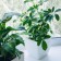 Flower pot, 13 × 13 cm, 1.5 l, plastic, white