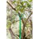 Support for branches, h = 160-280 cm, leg d = 1.6 cm, metal, green