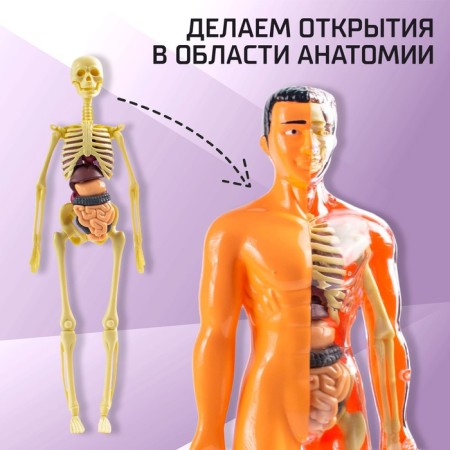Set for experiments "body structure", human anatomy-3